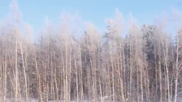 Vacker snötäckt skog är synlig från fönstret i ett resande tåg. — Stockvideo