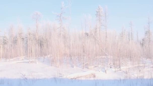 Hermoso bosque cubierto de nieve es visible desde la ventana de un tren de viaje . — Vídeo de stock