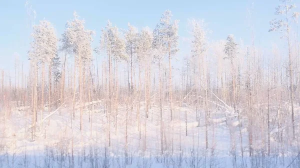 Vacker snötäckt skog är synlig från fönstret i ett resande tåg. — Stockfoto