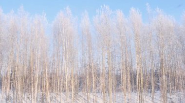 Güzel karla kaplı orman seyyar bir trenin penceresinden görülebilir..
