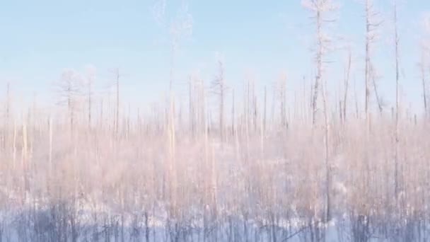 Hermoso bosque cubierto de nieve es visible desde la ventana de un tren de viaje . — Vídeo de stock