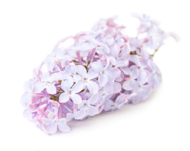 İzole Lillac çiçek