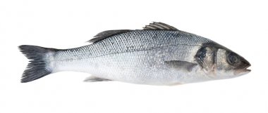 Bas balık izole görmek