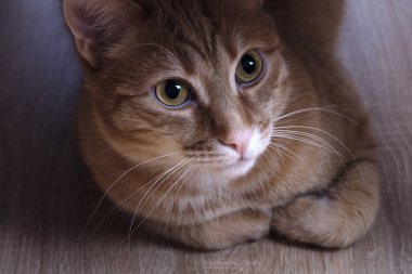 Bir masanın altında kırmızı kedi