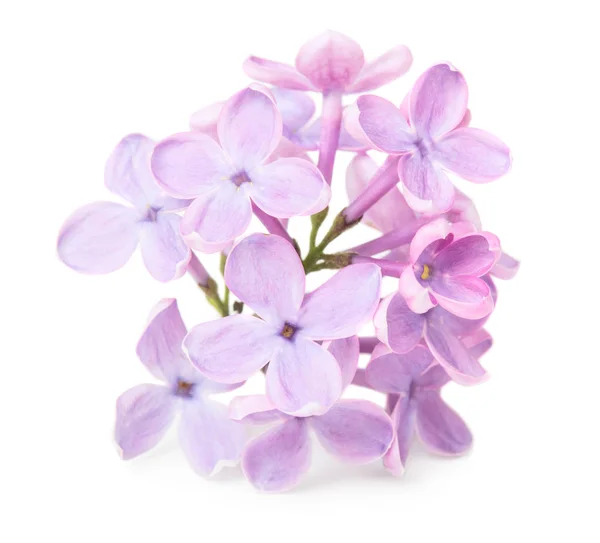 Close up view of lilac flower — Stock Photo, Image