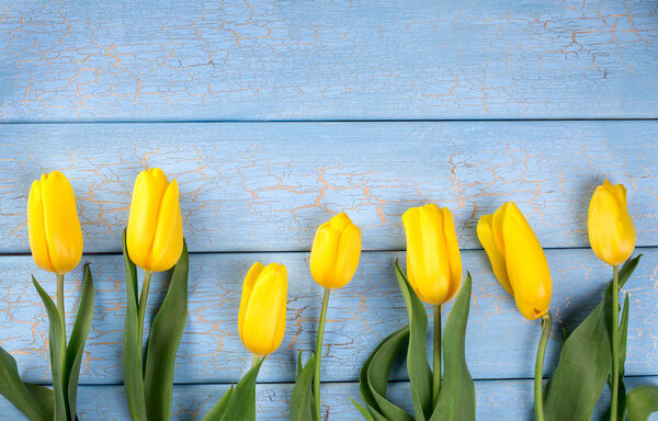 Yellow tulips on blue