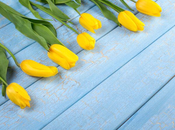 Yellow tulips on blue