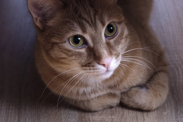 Bir masanın altında kırmızı kedi