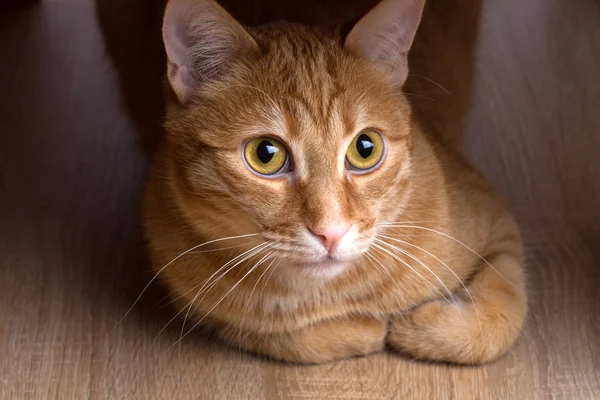 Bir masanın altında kırmızı kedi