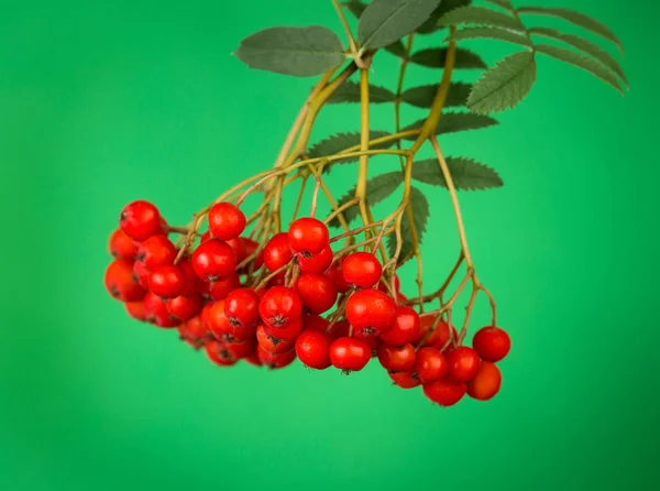 Спелые рябиновые ягоды — стоковое фото