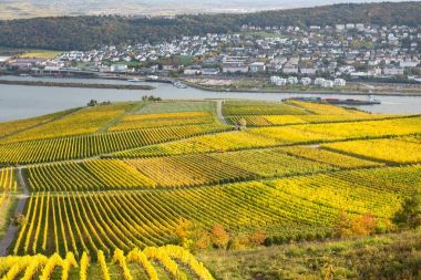 Ren Vadisi üzüm bağları ile
