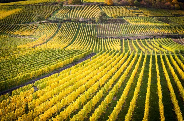 Rhine valley with vineyards — Stock Photo, Image