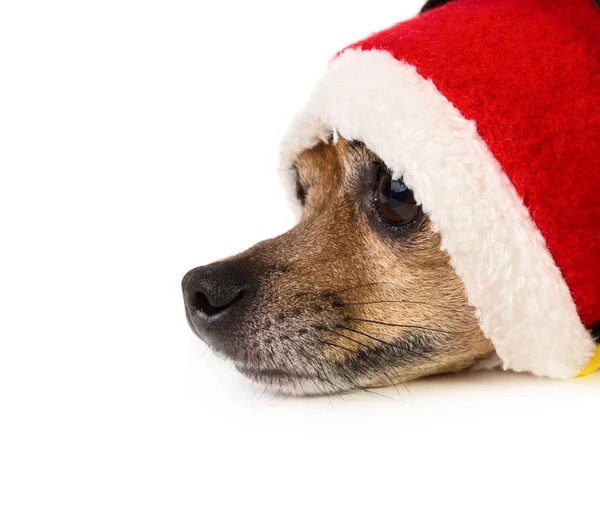 圣诞小猎犬圣诞老人帽子 — 图库照片