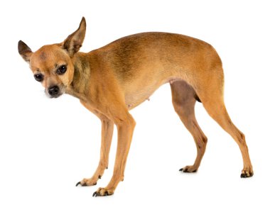 Küçük oyuncak terrier köpek