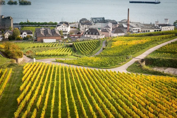 Valle del Reno con vigneti — Foto Stock