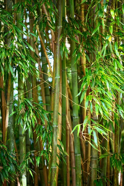 Bosque de bambú verde —  Fotos de Stock