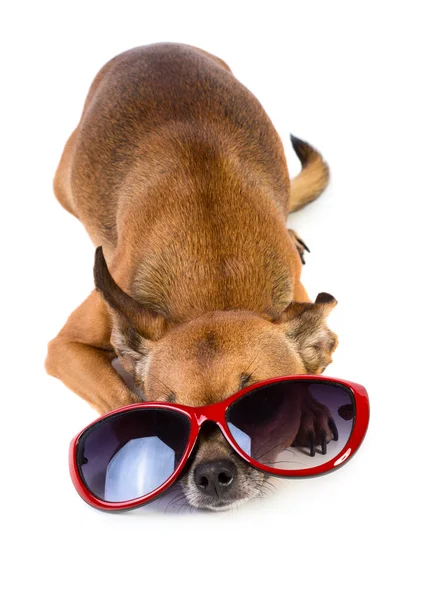 Παιχνίδι σκυλιών τεριέ whearing γυαλιά ηλίου — Φωτογραφία Αρχείου