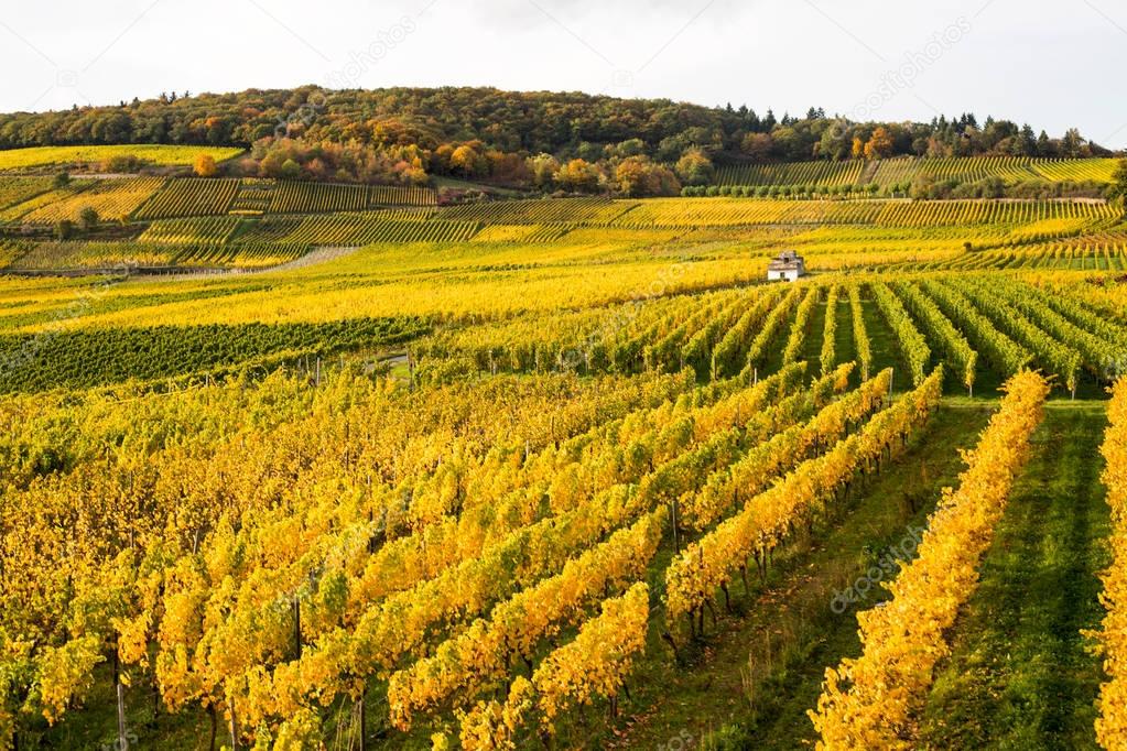 Rhine valley with vineyards
