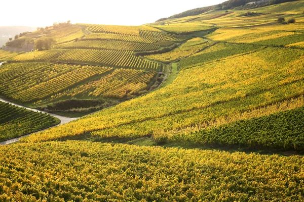 Rheintal mit Weinbergen — Stockfoto