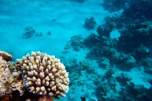 Barriera corallina, Mar Rosso — Foto Stock