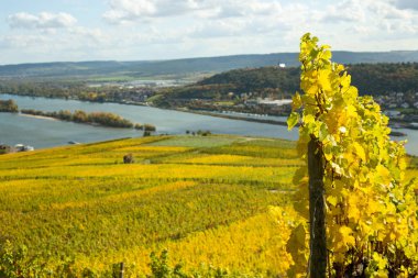 Ren Vadisi üzüm bağları ile