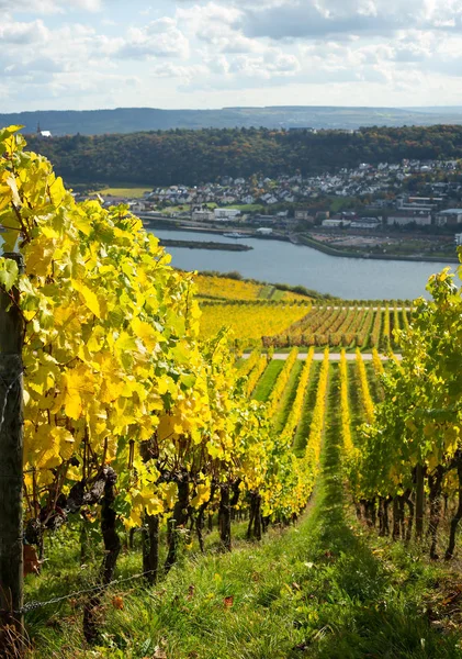 Vale do Reno com vinhas — Fotografia de Stock