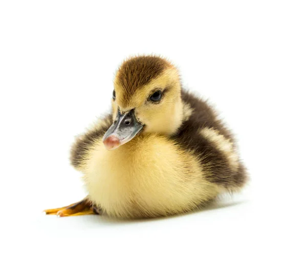 Mignon Petit Canard Isolé Sur Fond Blanc — Photo