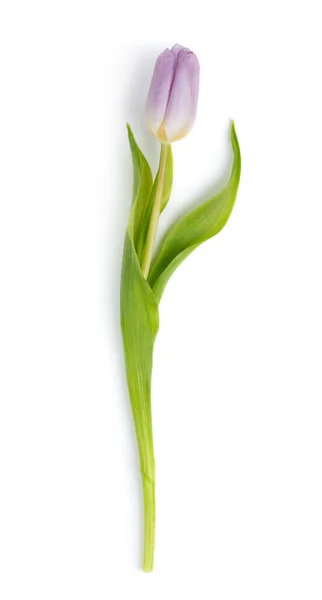 Fresh Pink Tulip Isolated White Background — Stock Photo, Image