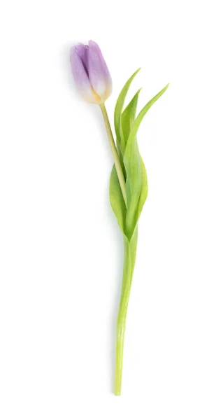 Fresh Pink Tulip Isolated White Background — Stock Photo, Image