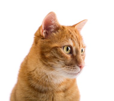 Kırmızı zencefil kedi beyaz arka plan izole