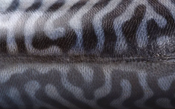 Detailní Pohled Kůži Makrely Obecné Textura Pozadí — Stock fotografie