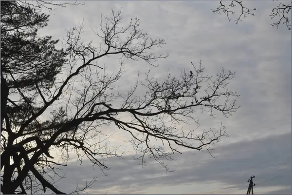 Una Mano Poderosa Seca Alcanza Cielo — Foto de Stock