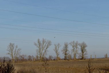 Devler gökyüzüne uzanır.