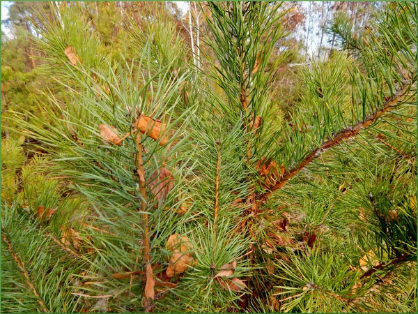 Foglie verdi di un pino giovane . — Foto Stock