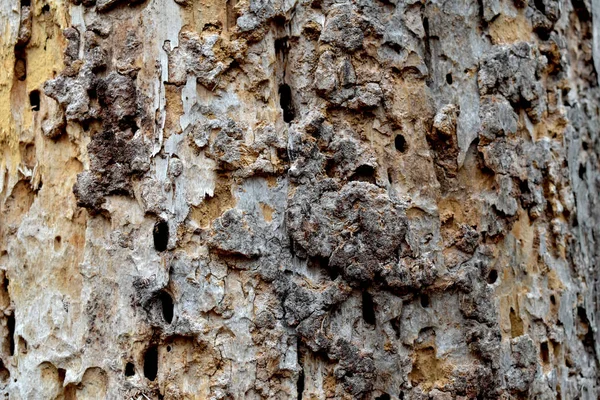 Tronco de pino dañado por insectos . — Foto de Stock