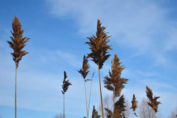 Dry reed and blue sky. — 스톡 사진