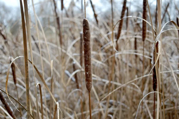 Suché rákosí na jezeře. — Stock fotografie