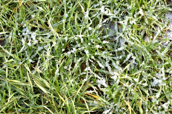 Hierba verde en la nieve. —  Fotos de Stock