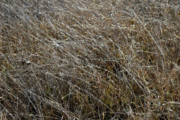 Perle lucenti di gocce d'acqua sull'erba secca . — Foto Stock