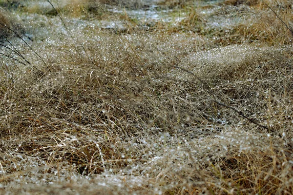 Gocce di ghiaccio lucide sull'erba secca . — Foto Stock
