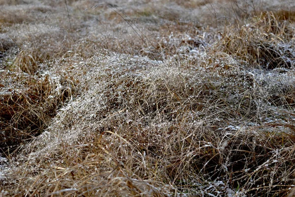 Gotas de hielo brillante en la hierba del campo seco . — Foto de Stock