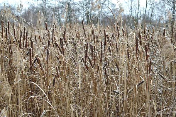 Yellow bulrush on the shore. — Stock Photo, Image