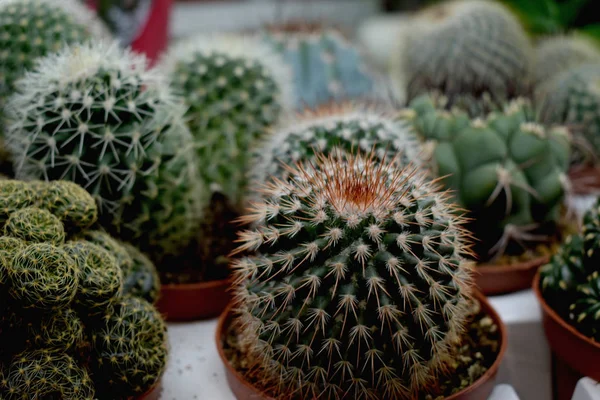 Cactus piquants décoratifs dans des pots — Photo