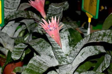 Ehmey ailesinin daimi çiçeği..