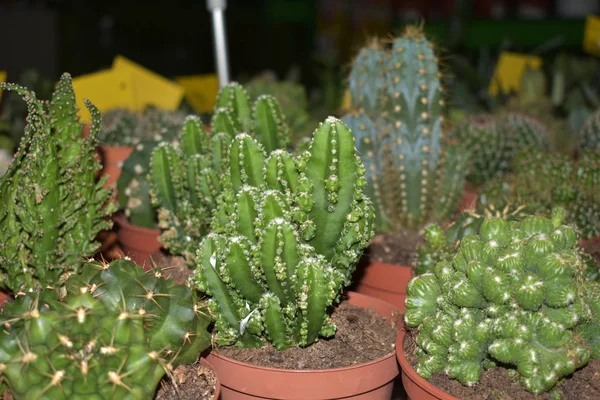 Une famille de cactus épineux en pots . — Photo