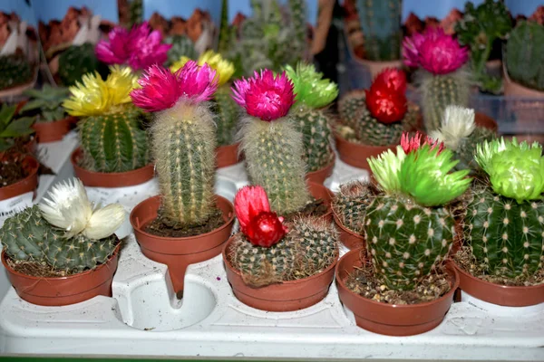 Famille des cactus Gymnocalycium en pots . — Photo