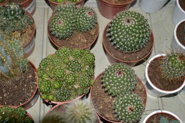 Tencerelerde dekoratif dikenli kaktüs.