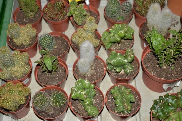 Famille des cactus en pots . — Photo