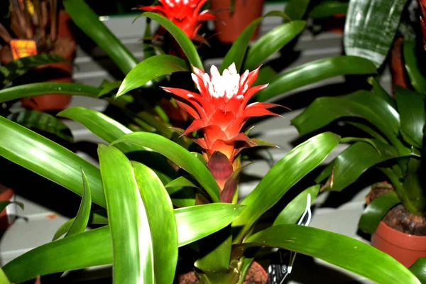 Meerjarige kruidachtige plant Guzmania. — Stockfoto