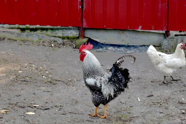 Büyük kuyruklu değişken horoz..